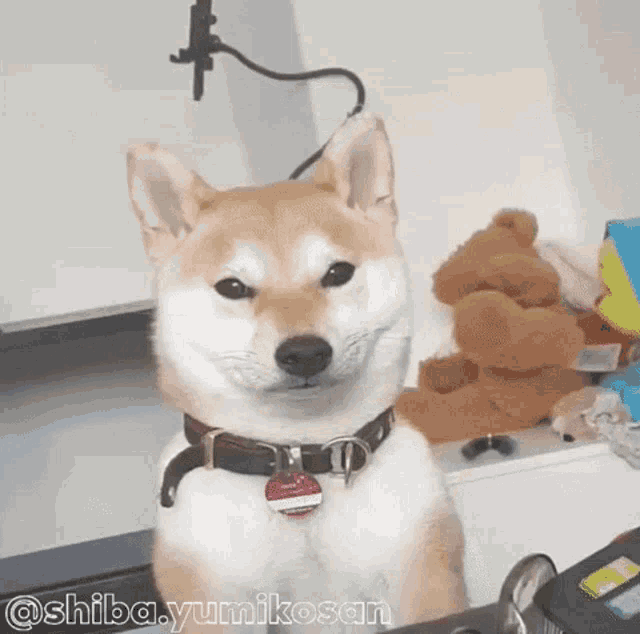 a shiba inu dog wearing a collar and a tag is standing in front of a teddy bear .