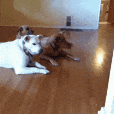 three dogs are laying on a wooden floor in a room
