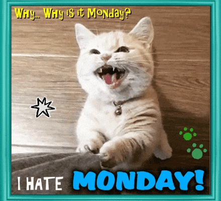 a picture of a cat that says why why is it monday