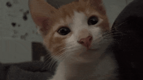 a close up of a cat 's face looking at the camera .