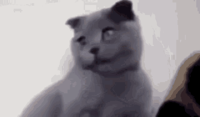 Crazy Crazy Cat GIF - Crazy Crazy Cat Cat GIFs