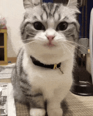 a cat wearing a black collar with a gold x on it looks at the camera