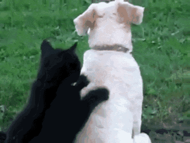 a black cat is petting a white dog while sitting on the grass .