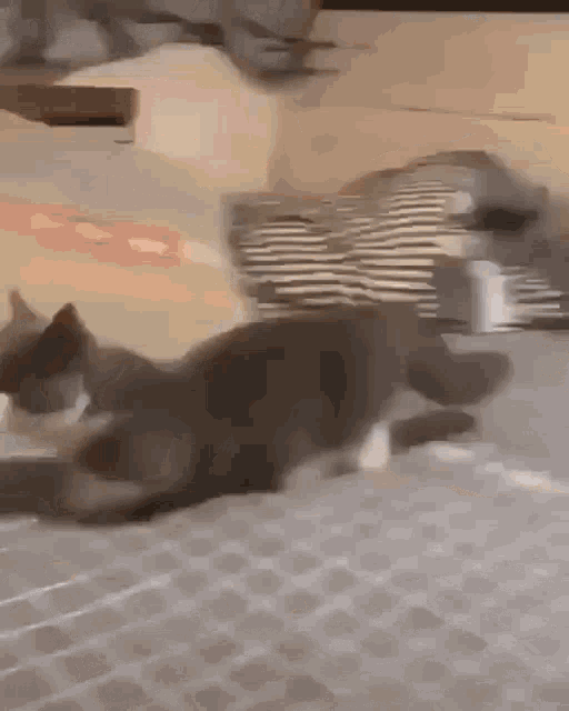 Cat Cat Stand GIF - Cat Cat Stand Silly GIFs