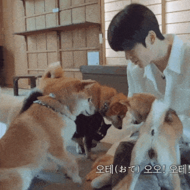 a man is playing with a group of dogs with korean writing on the bottom