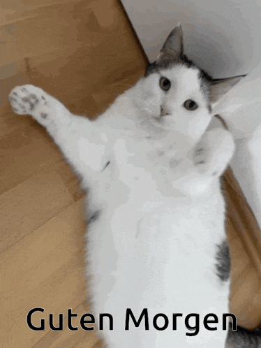 a cat is laying on its back with the words guten morgen written on the bottom