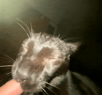 Lick Suck GIF - Lick Suck Cat GIFs