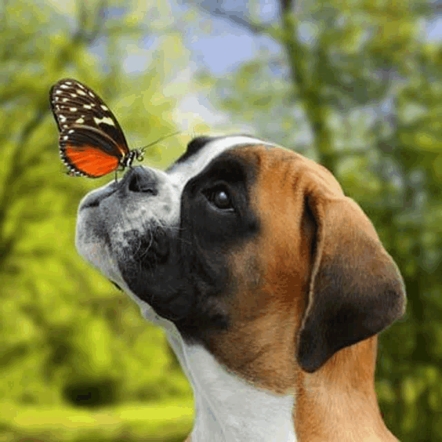 a dog with a butterfly on its nose looking up