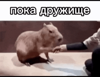 a capybara is holding a person 's hand while standing on a table .