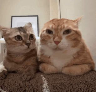 two cats are sitting next to each other on a couch