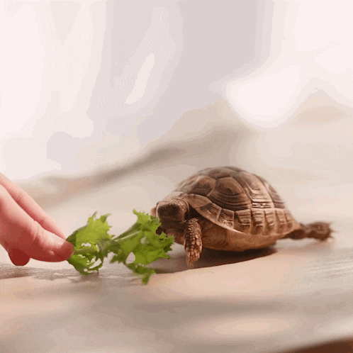a turtle is being fed lettuce by a person 's hand