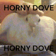 Horny Dove Horny Dove Horny Dove GIF - Horny Dove Horny Dove Horny Dove Horny Pigion GIFs