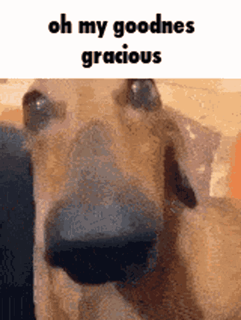Oh My Goodness Gracious Dog GIF - Oh My Goodness Gracious Dog Oh GIFs