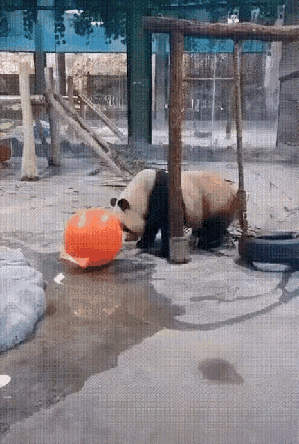 a panda bear is playing with an orange ball in a pond