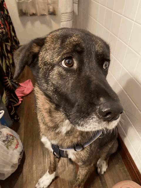 a brown and black dog with a blue collar looking at the camera
