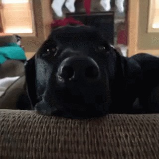Hello Dog GIF - Hello Dog Shocked GIFs