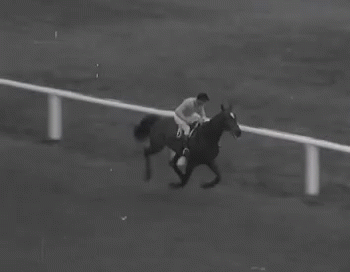 Flop Horse GIF - Flop Horse Horse Racing GIFs