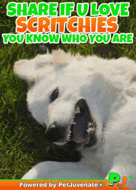 a picture of a white dog with the words share if u love scratchies you know who you are