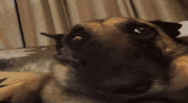 a close up of a dog looking at the camera while laying on a bed .
