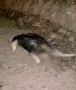 a black and white dog is walking on a dirt road .