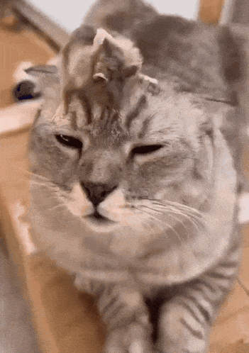a close up of a cat 's face with a mouse on it 's head