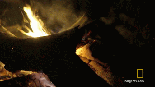 Campfire The Great Human Race GIF - Campfire The Great Human Race A Scare In The Night GIFs