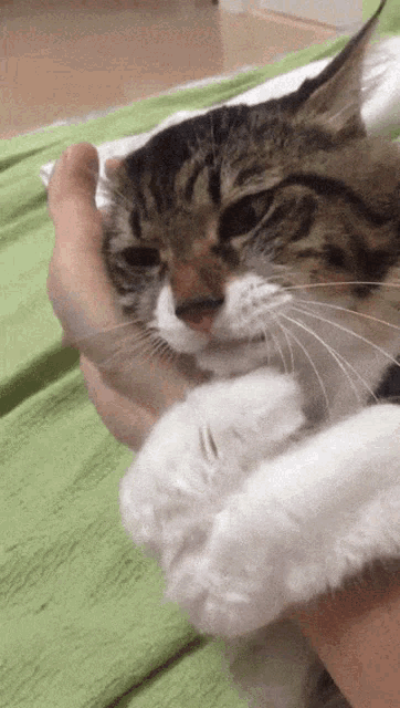 Cat Hug GIF - Cat Hug GIFs