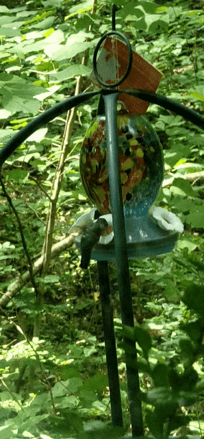 a hummingbird is perched on a bird feeder in a forest