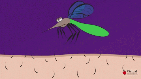 Blood Mosquito Bite GIF - Blood Mosquito Bite Drink Blood GIFs