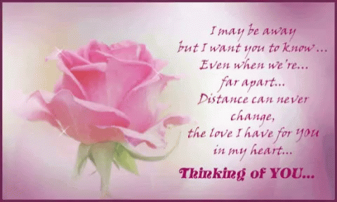 Pink Rose Thinking Of You GIF - Pink Rose Thinking Of You Love GIFs