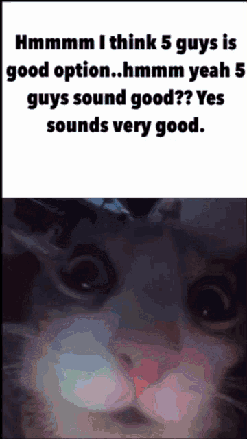 a picture of a cat next to a text that says hmmm i think 5 guys is good