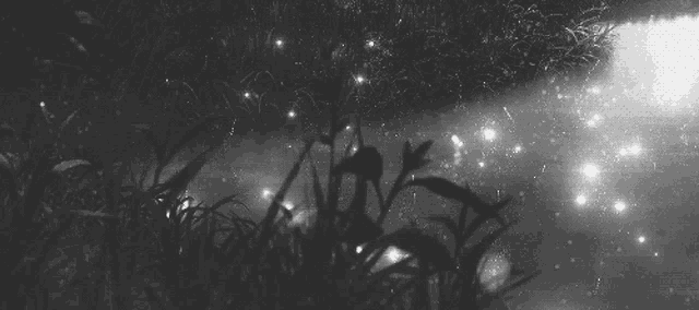 a black and white photo of a forest with fireflies flying through the trees .
