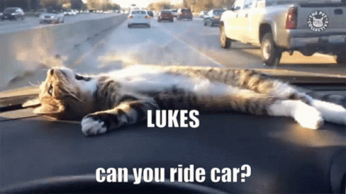 Lukes Can You Ride Car GIF - Lukes Can You Ride Car GIFs