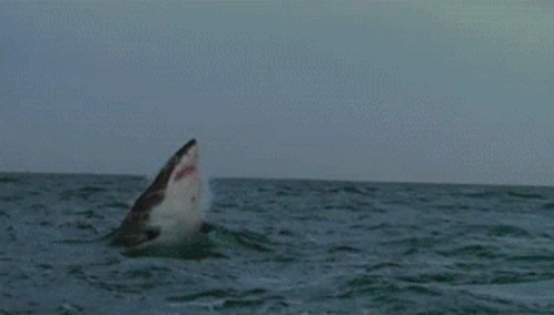 Shark Jump GIF - Shark Jump Swim GIFs