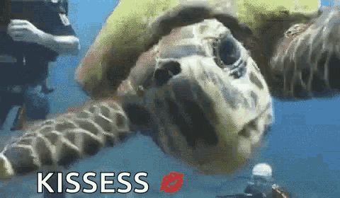 a sea turtle is being kissed by a person in the ocean