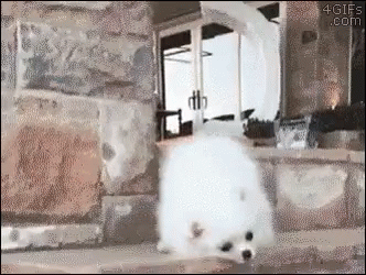 When You'Re Cute But You Fail GIF - Aww Puppies Oops GIFs