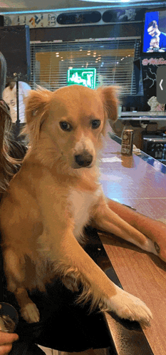 a dog is sitting on a bar with a can of beer on the counter