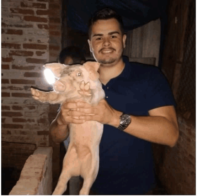 a man in a blue shirt holds a pig in his arms