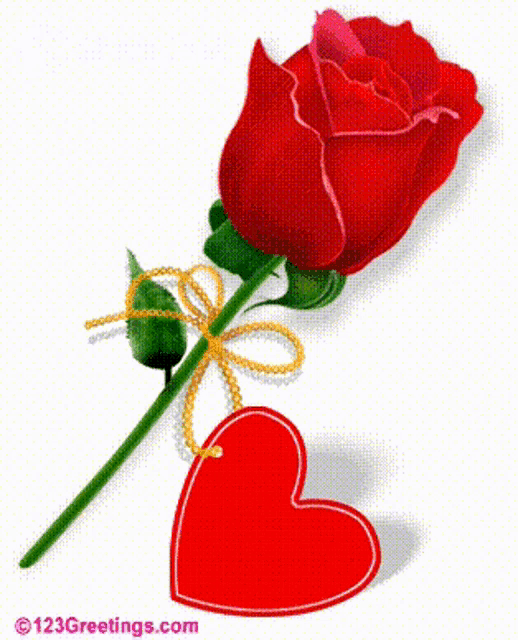 a red rose next to a red heart that says i + y