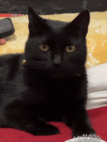 a black cat laying on a bed with a remote in the background