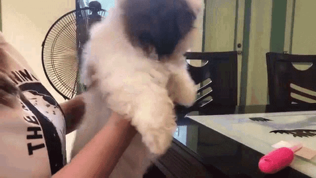 a woman is holding a small white dog in her arms in front of a table .