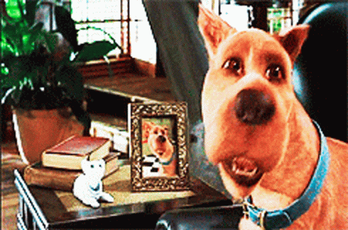 Scooby Doo Funny Face GIF - Scooby Doo Funny Face Dog GIFs