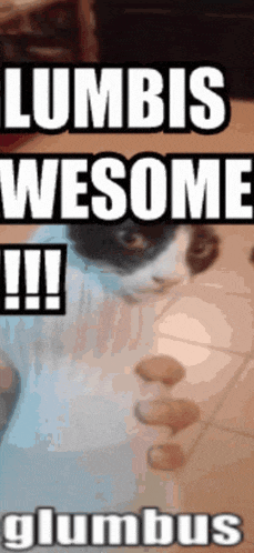 a picture of a cat that says ' limbis wesome !!! ' on it
