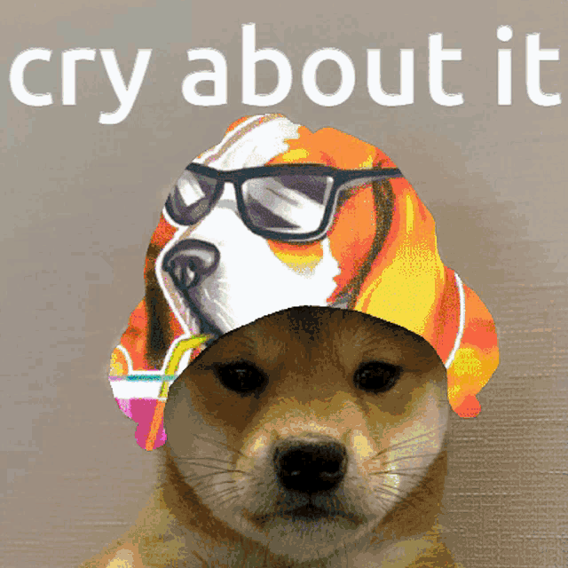 Cry About It Rainbow Dog Doozy Clan Rainbow Dog GIF