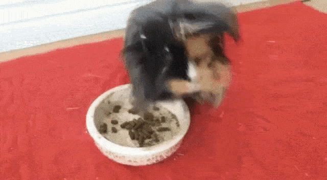 a dog is standing next to a bowl of food on a red blanket .