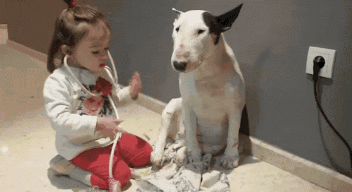 a little girl is examining a bull terrier with a stethoscope