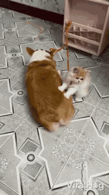 a dog and a kitten are playing with a toy on a tiled floor .