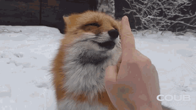 Fox Animal GIF - Fox Animal Cute GIFs