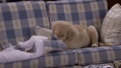 Cosmo Eats A Pillow GIF - Fuller House Dog GIFs