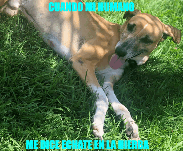 a dog is laying in the grass with the words cuando mi humano me dice grate en la hierba